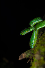 A Large scale pit viper macro photography in munnar on a branch of a tree