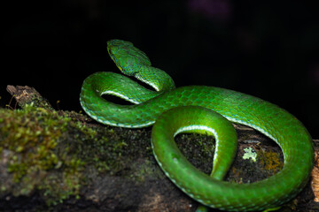 A Large scale pit viper macro photography in munnar on a branch of a tree