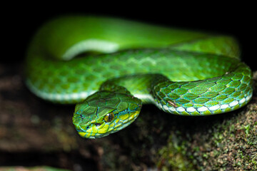 A Large scale pit viper macro photography in munnar on a branch of a tree