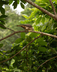 A shikra Bird perched on a tree in south india