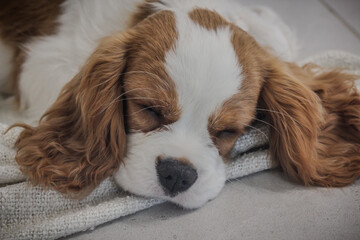 The beautiful puppy Cavalier King Charles Spaniel. Landscape with a pet. Сute dog, smart dog.