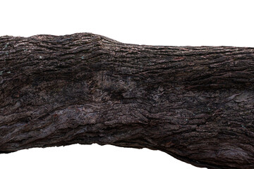 Big bark of tree isolates with background  