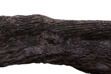 Big bark of tree isolates with background  