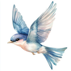 Swift watercolor clipart illustration isolated