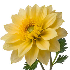 Bright Yellow Flower with Radiant Petals and a Lively Appearance, Isolated on a Transparent Background, Showcasing Its Cheerful Color and Natural Beauty, Perfect for Floral Arrangements and Designs