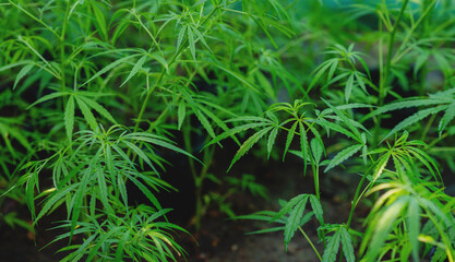 Cannabis plants are growing lush green, medicinal herbs with high medicinal properties and medicinal benefits.