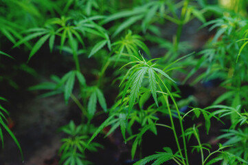 Cannabis plants are growing lush green, medicinal herbs with high medicinal properties and medicinal benefits.