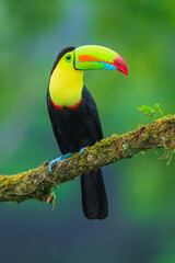 Wildlife from Costa Rica, tropical bird. Toucan sitting on the branch in the forest, green vegetation. Nature travel holiday in central America. Keel-billed Toucan, Ramphastos sulfuratus.