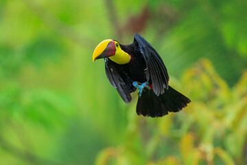 Flying the yellow-throated toucan (Ramphastos ambiguus) is a species of bird in the family Ramphastidae, the toucans, toucanets, and aracaris. In flight. 4k resolution