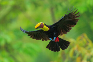 Flying the yellow-throated toucan (Ramphastos ambiguus) is a species of bird in the family Ramphastidae, the toucans, toucanets, and aracaris. In flight. 4k resolution
