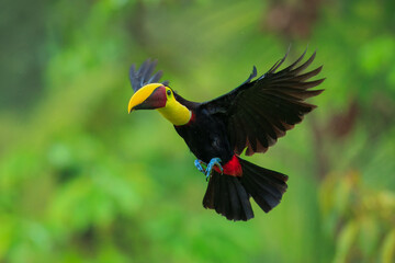 Flying the yellow-throated toucan (Ramphastos ambiguus) is a species of bird in the family Ramphastidae, the toucans, toucanets, and aracaris. In flight. 4k resolution