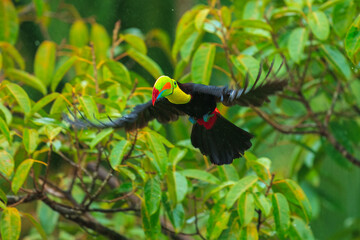 Wildlife from Costa Rica, tropical bird. Toucan sitting on the branch in the forest, green vegetation. Nature travel holiday in central America. Flying Keel-billed Toucan, Ramphastos sulfuratus.