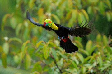 Wildlife from Costa Rica, tropical bird. Toucan sitting on the branch in the forest, green vegetation. Nature travel holiday in central America. Flying Keel-billed Toucan, Ramphastos sulfuratus.