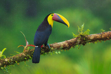 The yellow-throated toucan (Ramphastos ambiguus). Wildlife from Costa Rica, tropical bird. Toucan sitting on the branch in the forest, green vegetation. Nature travel holiday in central America. 