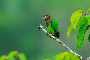 Brown-hooded parrot, The brown-hooded parrot (Pyrilia haematotis) is a small parrot which is a resident breeding species from southeastern Mexico to north-western Colombia. 
