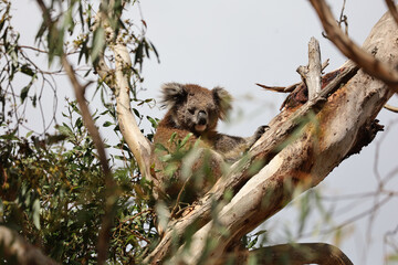 Very cute Koala looking at the camera. Endemic animal of Australia. Adult koala on top of an eucalyptus tree. Amazing wildlife moment captured in Victoria, east Australia.