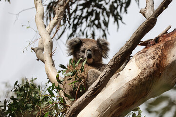 Very cute Koala looking at the camera. Endemic animal of Australia. Big ears and cute face. Adult koala on top of an eucalyptus tree. Amazing wildlife moment captured in Victoria, east Australia.