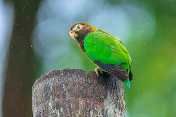 Brown-hooded parrot, The brown-hooded parrot (Pyrilia haematotis) is a small parrot which is a resident breeding species from southeastern Mexico to north-western Colombia. 