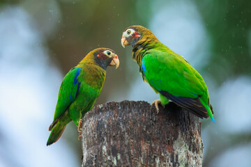 Brown-hooded parrot, The brown-hooded parrot (Pyrilia haematotis) is a small parrot which is a resident breeding species from southeastern Mexico to north-western Colombia. 