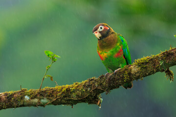 Brown-hooded parrot, The brown-hooded parrot (Pyrilia haematotis) is a small parrot which is a resident breeding species from southeastern Mexico to north-western Colombia. 