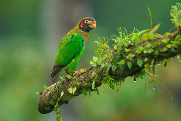 Brown-hooded parrot, The brown-hooded parrot (Pyrilia haematotis) is a small parrot which is a resident breeding species from southeastern Mexico to north-western Colombia. 