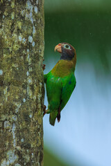 Brown-hooded parrot, The brown-hooded parrot (Pyrilia haematotis) is a small parrot which is a resident breeding species from southeastern Mexico to north-western Colombia. 