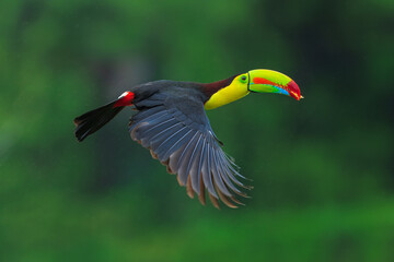 Wildlife from Costa Rica, tropical bird. Toucan sitting on the branch in the forest, green vegetation. Nature travel holiday in central America. Flying Keel-billed Toucan, Ramphastos sulfuratus.