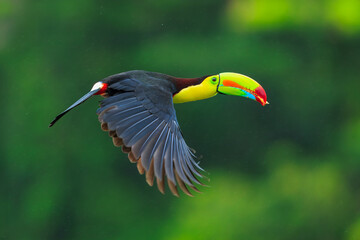 Wildlife from Costa Rica, tropical bird. Toucan sitting on the branch in the forest, green vegetation. Nature travel holiday in central America. Flying Keel-billed Toucan, Ramphastos sulfuratus.