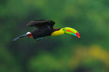 Wildlife from Costa Rica, tropical bird. Toucan sitting on the branch in the forest, green vegetation. Nature travel holiday in central America. Flying Keel-billed Toucan, Ramphastos sulfuratus. © Miroslav Srb