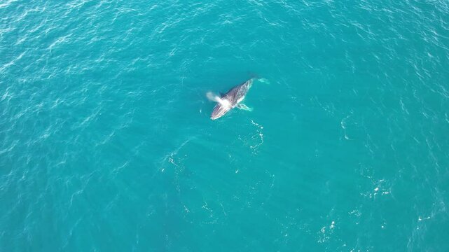 Aerial video of one humpback whale swimming and breathing at the surface. Whale ail going out of the water before diving down. Beautiful wildlife moment captured in Exmouth gulf, Australia.