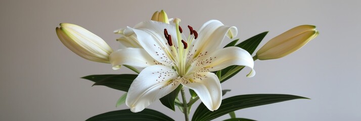 Elegant White Lily with Red Pollen on a Light Background, Close-up View, Floral Background