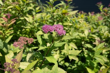 Japanese meadowsweet (spiraea japonica) plant in sunny day