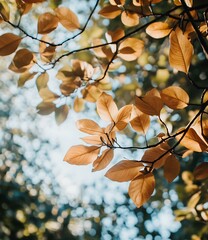 Autumn Leaves in the Sunlight