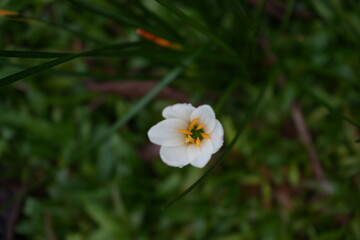 white flower in the garden