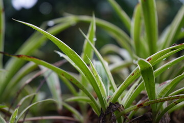 Fototapeta premium grass with dew drops