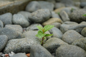 plant on the rocks