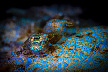 Dumaguete, Philippines - Diving and Undersea Life