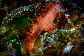 Dumaguete, Philippines - Diving and Undersea Life