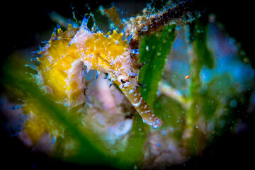 Dumaguete, Philippines - Diving and Undersea Life