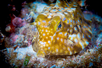 Dumaguete, Philippines - Diving and Undersea Life