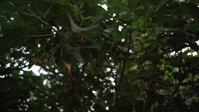 View of wild fig tree