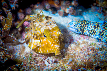 Dumaguete, Philippines - Diving and Undersea Life