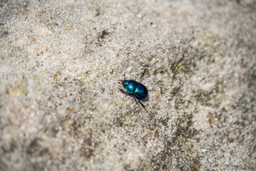 Purple and Blue Beetle at Saxon Switzerland National Park, or Nationalpark Sächsische Schweiz