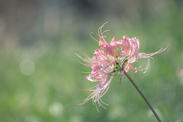 ピンク色のリコリスの花