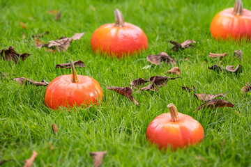 Tiny and fresh Halloween pumpkin on grassy field. Freshness and Halloween concepts. Large copyspace. 