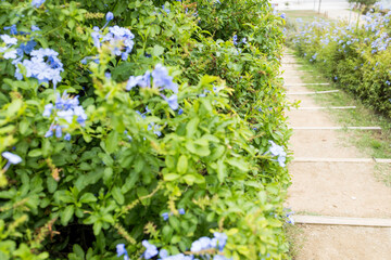 Camino en el parque con plantas y flores