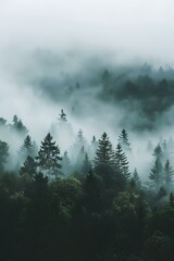 Misty Forest Trees Nature Background