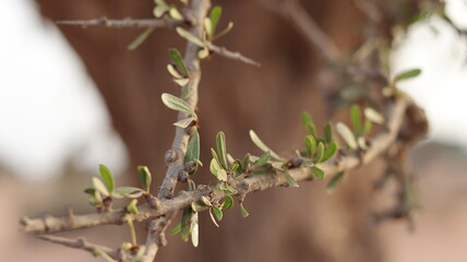 Argan Tree in Moroccan Landscape with Rough Bark and Arid Environment, Essential for Argan Oil Production, Argan Skincare, Argan Hair Oil, Argan Cosmetics, and Organic Argan Benefits
