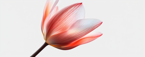 A photo realistic time-lapse of a blooming flower, capturing the delicate unfolding of each petal, vibrant colors illuminating the transition from bud to full bloom