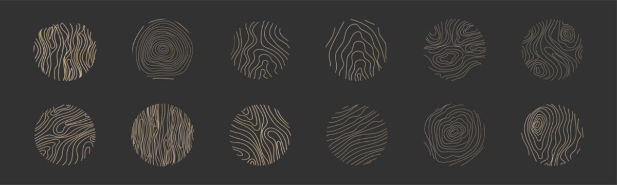 Golden thin line tree ring collection. Elegant gold wooden section texture circle. Topography map geographic grid contour. Wood stump timber.